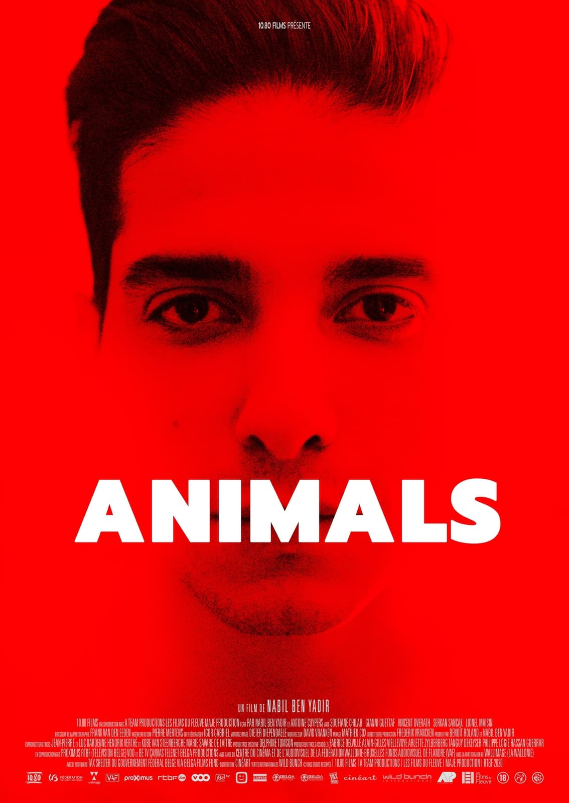 Animals - Cover