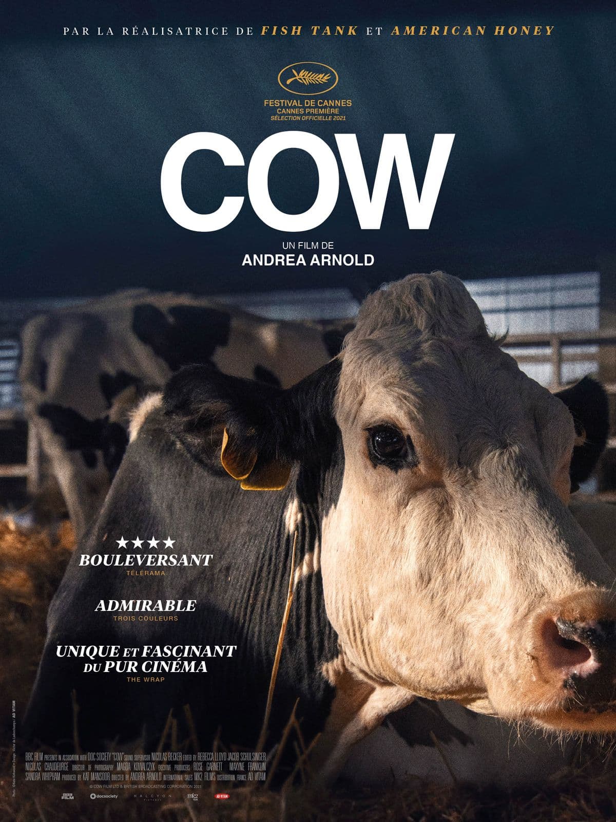 Cow - Cover