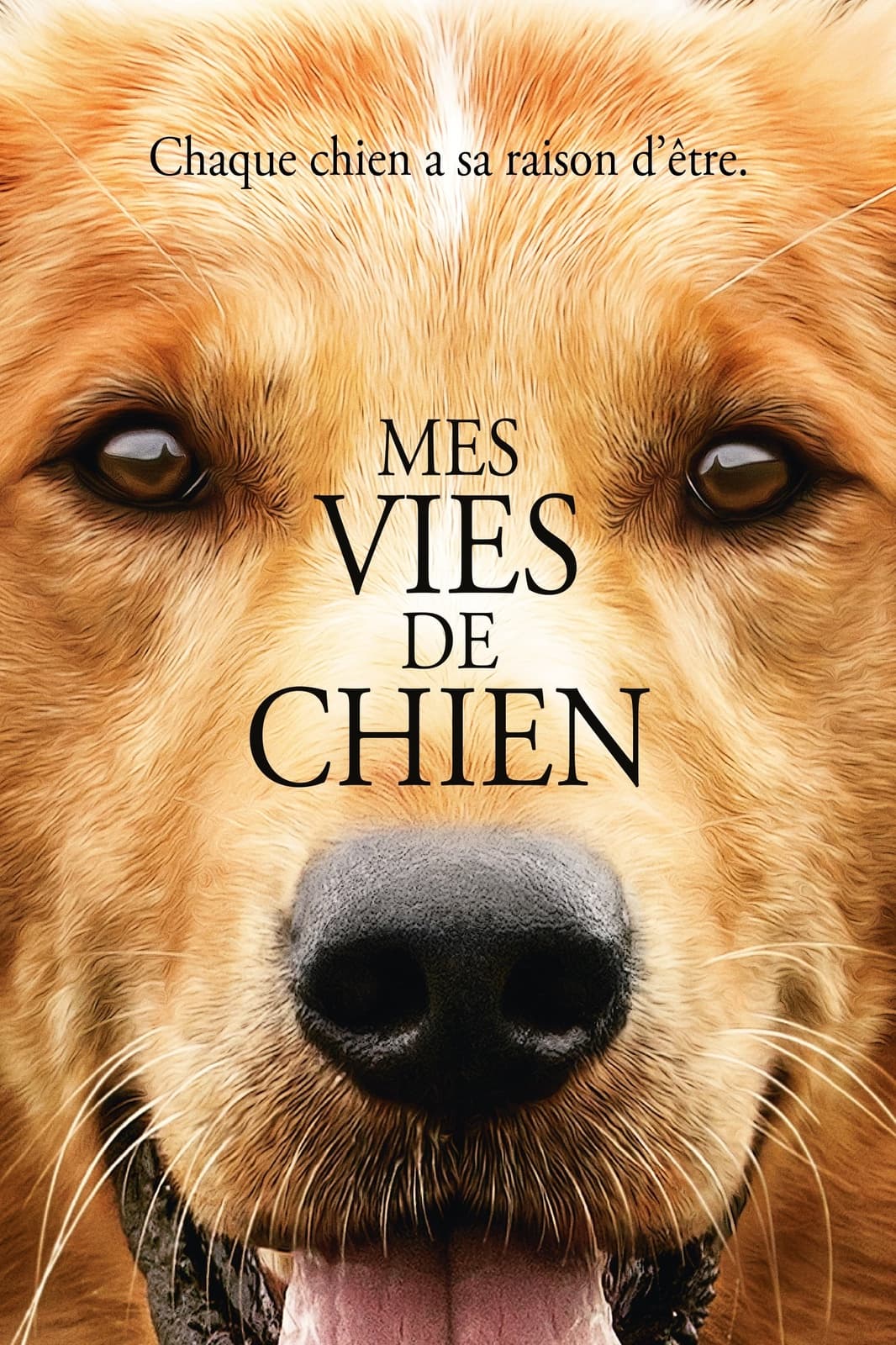 Mes vies de chien - Memory Image
