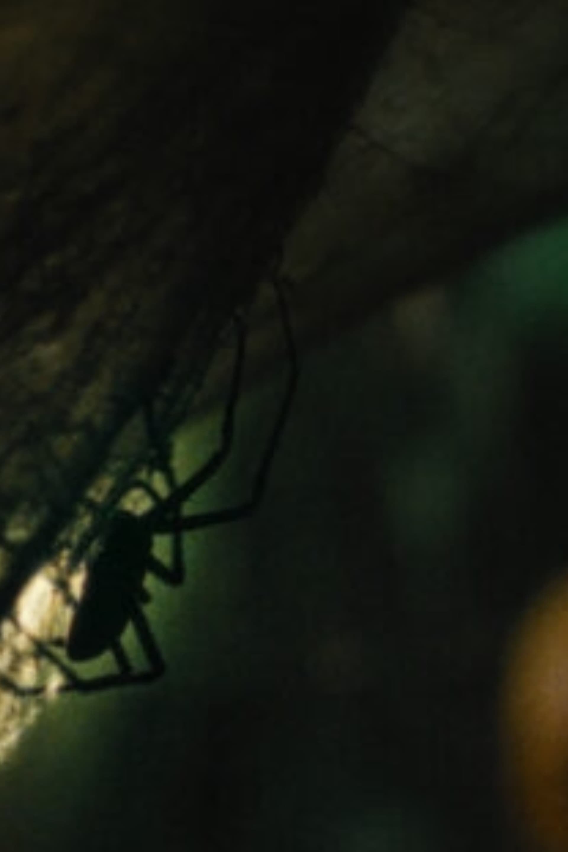 Vermines - Memory Image