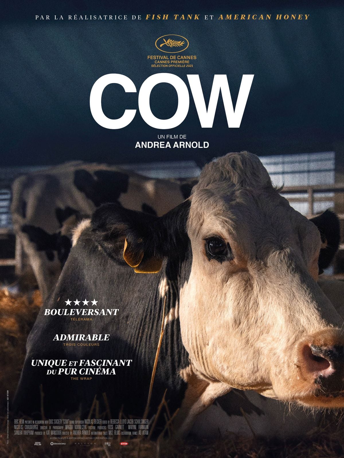Cow - Cover