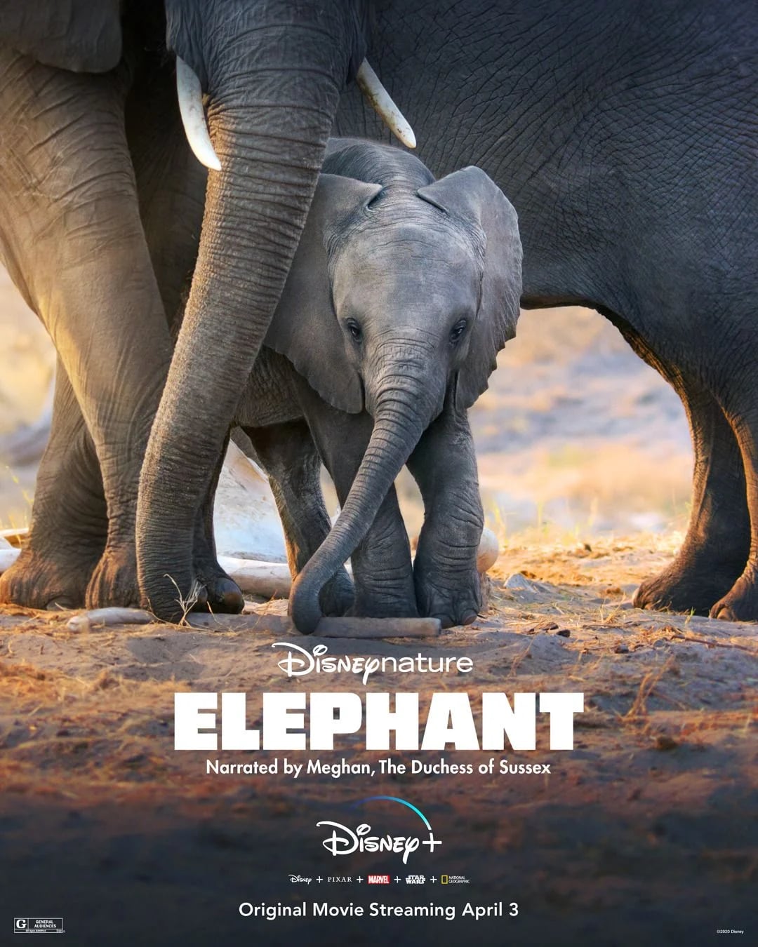 Eléphants - Cover