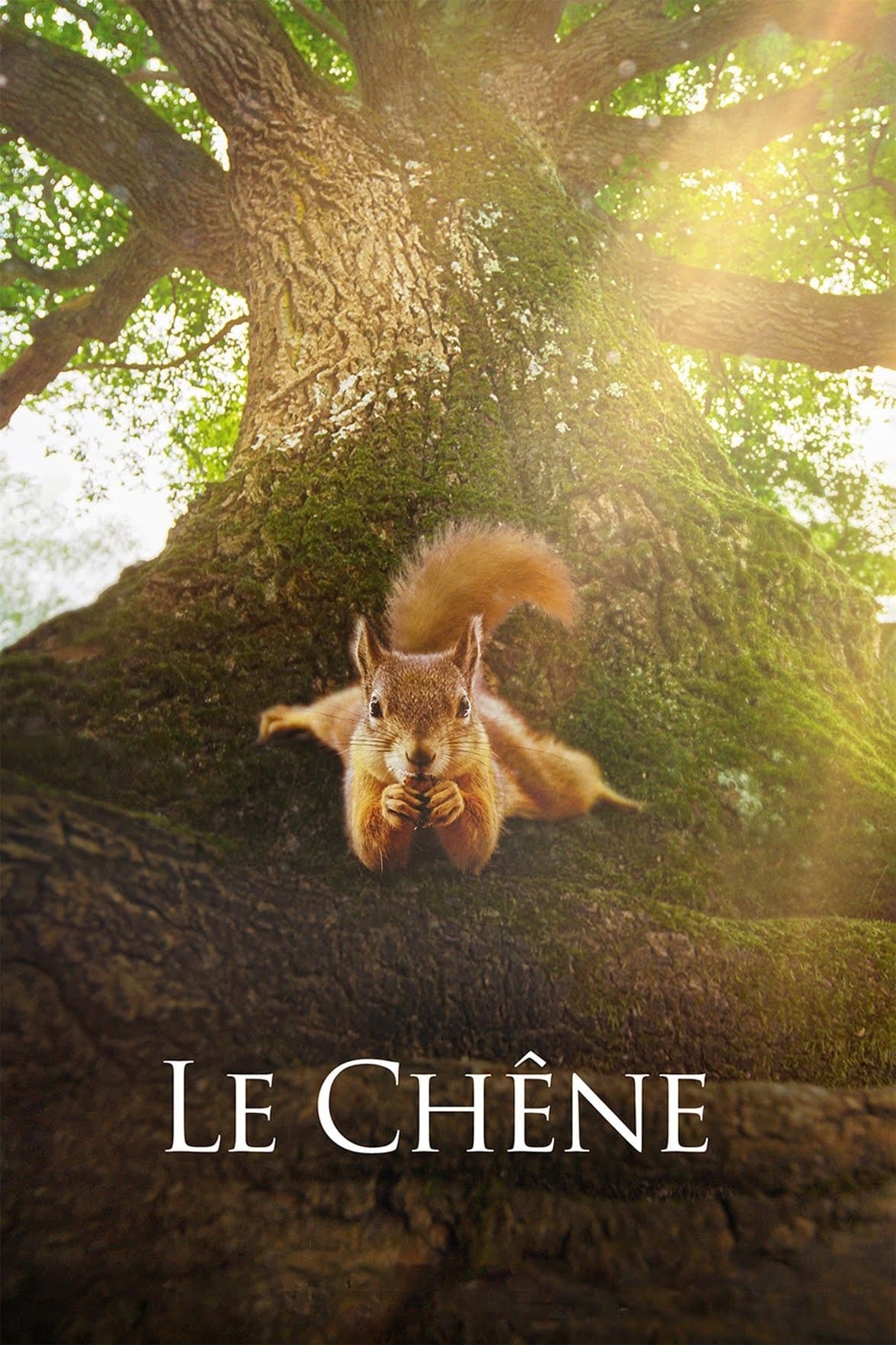 Le chêne - Memory Image