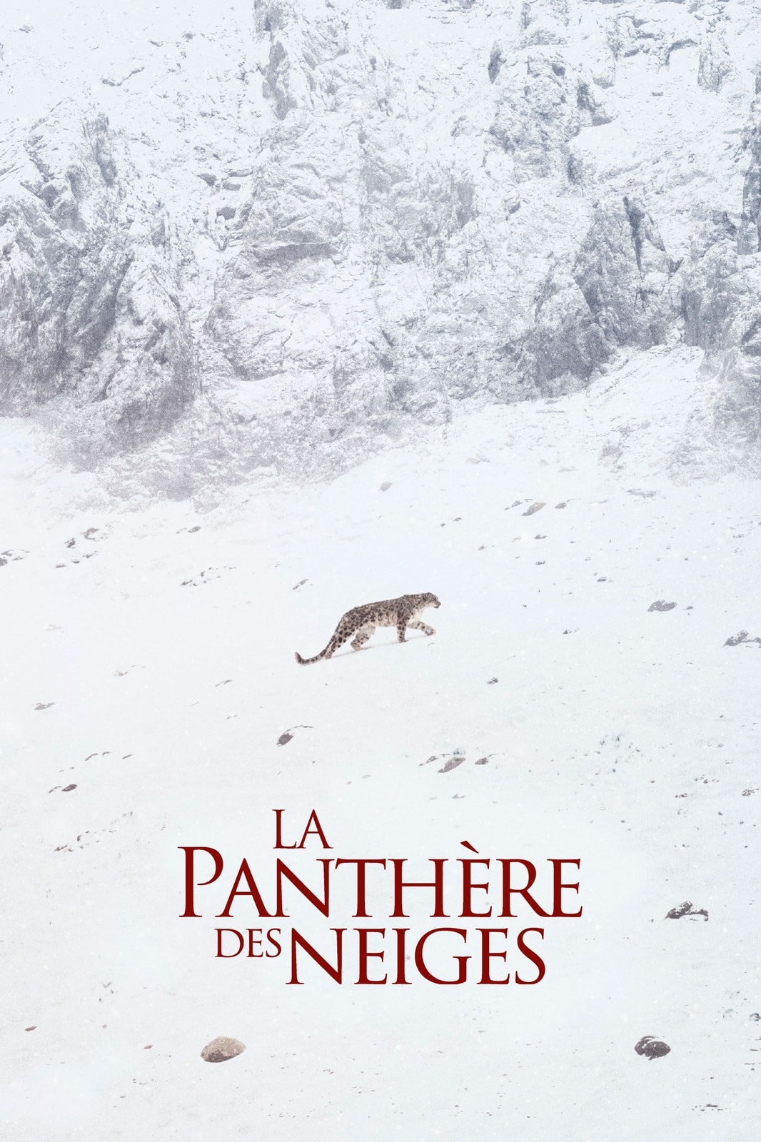 La panthère des neiges - Memory Image