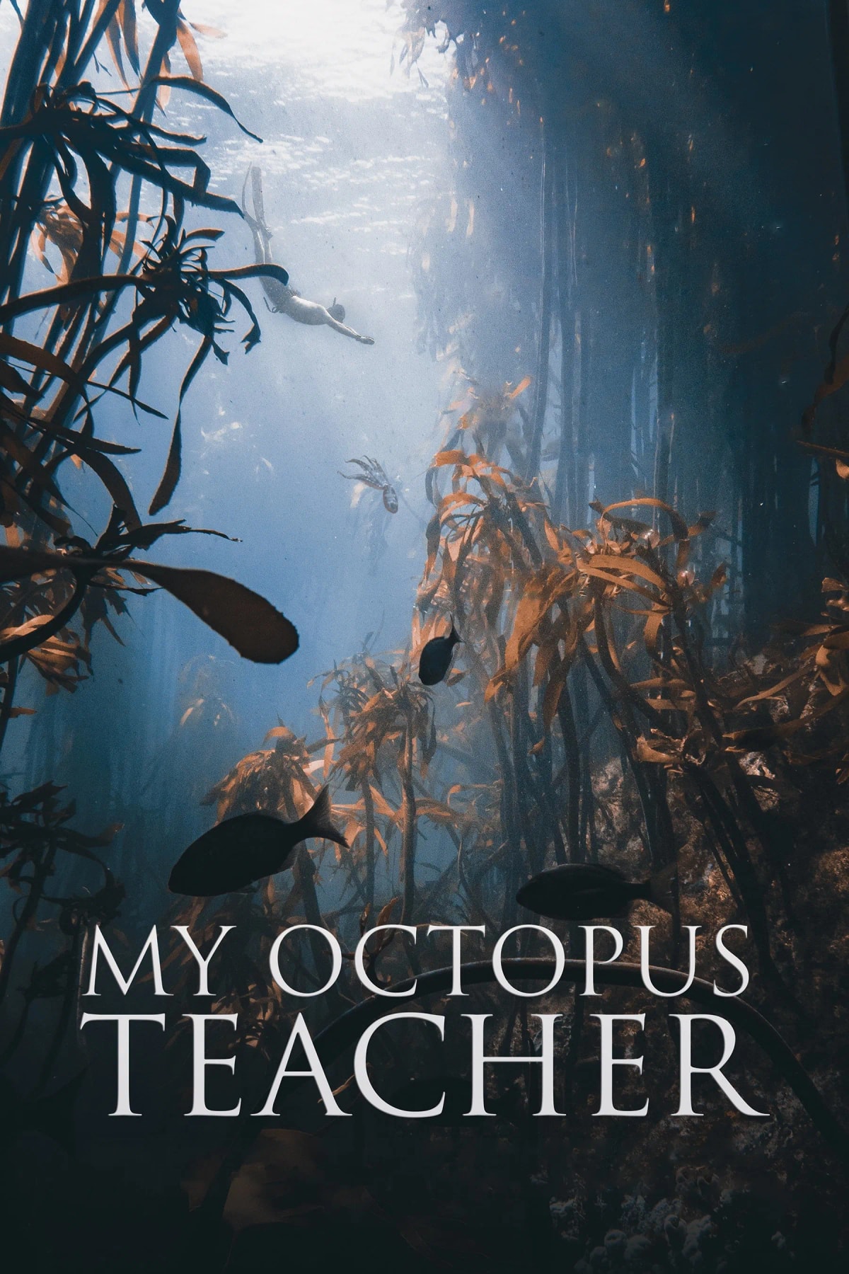 My Octopus Teacher - Memory Image