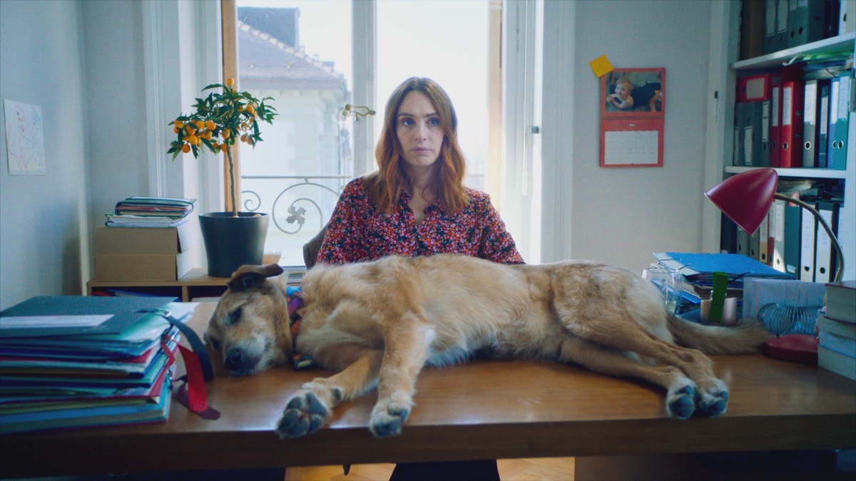 Dog on Trial - Memory Image
