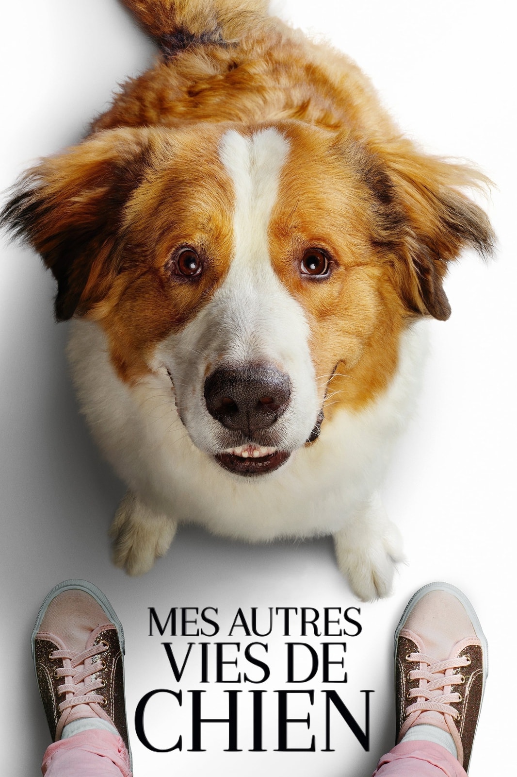Mes autres vies de chien - Memory Image