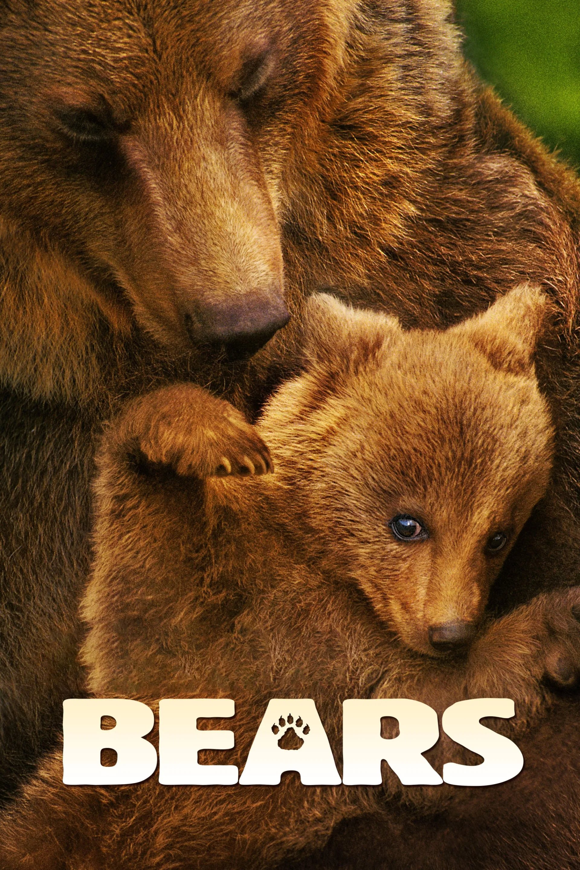 Bears - Cover