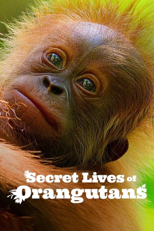 Secret Lives of Orangutans - Cover
